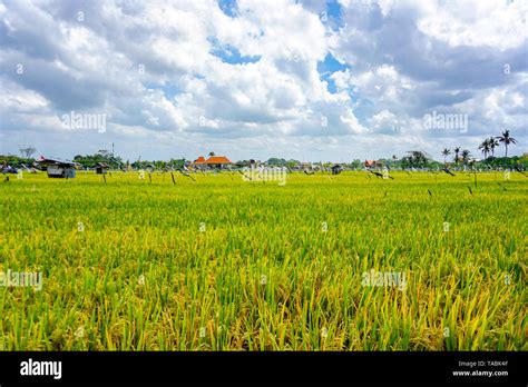 Rice Field Flags Hi Res Stock Photography And Images Alamy