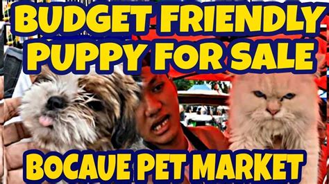 Bocaue Pet Market Update Ang Pinakamurang Bentahan Ng Mga Aso Pusa At