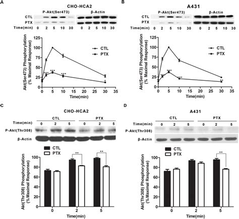 Akt Phosphorylation At Both Ser473 And Thr308 Was Decreased After Ptx Download Scientific