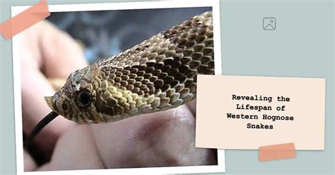 Western Hognose Snake Lifespan