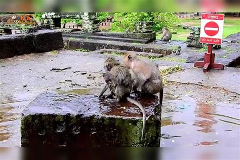 一只被妈妈抛弃饱受欺凌的小猴子，哭的撕心裂肺，太可怜了！