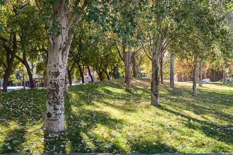 Populus Alba White Poplar Garden