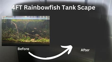 4ft Rainbowfish Tank Youtube