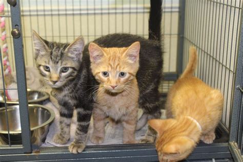 Kittens flooding Charles County animal rescue shelters | Spotlight ...