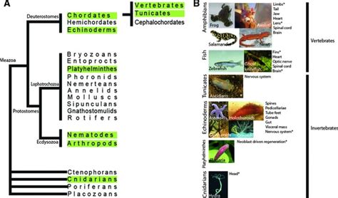 Animal Models In Regeneration A The Phylogenetic Distribution Of