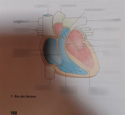 Aufbau Des Herzens Humanbiologie Diagram Quizlet