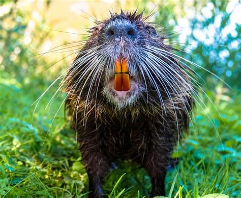 All About Beaver Teeth: The Unique Adaptations and Functions