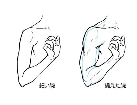 Anatomy Reference Figure Drawing