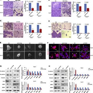 Fscn Knockdown Inhibits Lscc Cell Proliferation And Induces Cell Cycle