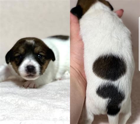 Jack Russell Puppies For Rehoming