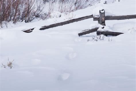 Premium Photo | Moose prints in the fresh snow.