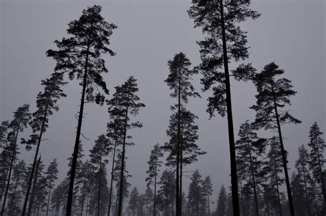 Fotos gratis árbol naturaleza bosque rama invierno en blanco y