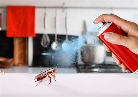 How To Get Rid Of Cockroaches In An Apartment Veseldom