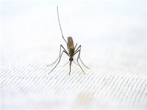 Invasive Mosquito Linked To New Malaria Outbreaks In Africa