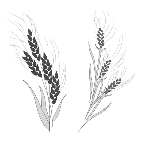 Wheat And Tares Illustration