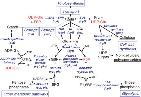 Figure 4 From Metabolic Engineering Of Sugars And Simple Sugar