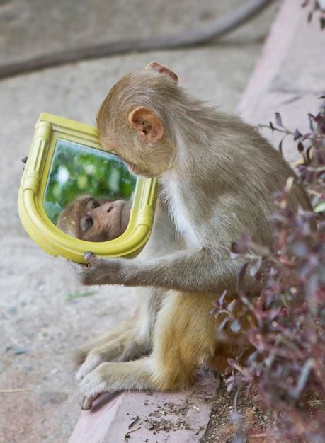 Premium Photo Monkey Looking Himself At The Mirror