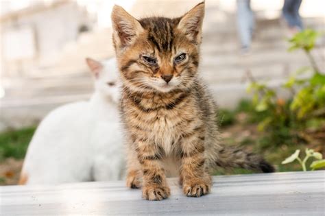 Adorable gatito doméstico gato gato callejero retrato de un gato