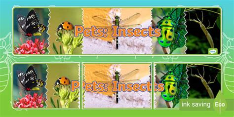 Pets Insects Photo Display Banner Teacher Made Twinkl