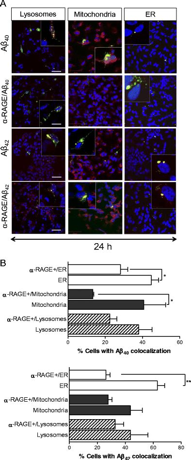 A Co Localisation With Different Cellular Organelles Before And After