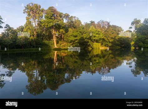 Swan Lake Singapore Botanic Gardens Stock Photo Alamy