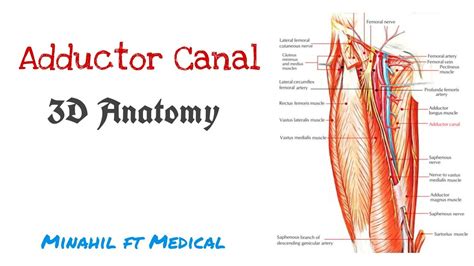 Adductor Canal Anatomy 3d Anatomy Of Hunters Canal Youtube