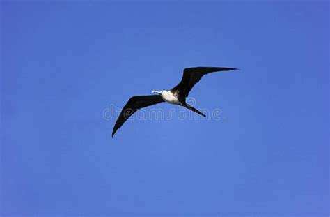 Magnificent Frigatebird Fregata Magnificens Juvenile Female In Flight