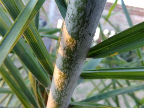 Free Images Tree Branch Leaf Flower Food Green Crop Botany