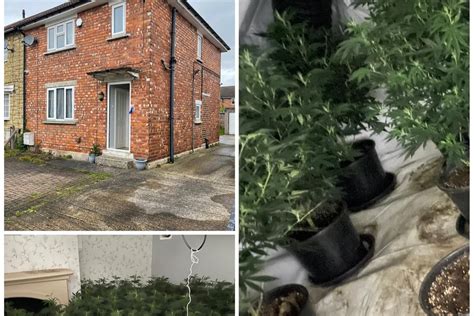 Police Raid Doncaster House And Seize 300 Cannabis Plants With A Street Value Of £100000