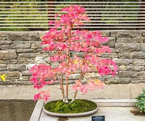 Can You Bonsai Any Tree Trees That Make Good Bonsai Specimens