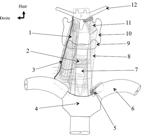 Vue Ant Rieure Du Cou Diagram Quizlet