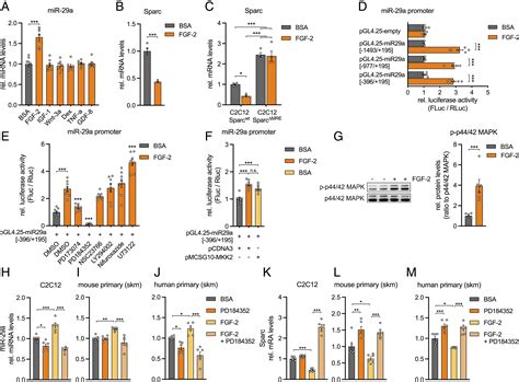 Fgf Dependent Signaling Activated In Aged Human Skeletal Muscle