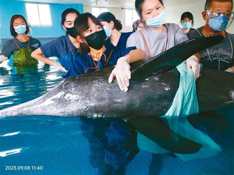 糙齒海豚擱淺 復健鬧脾氣 動物星球 生活 聯合新聞網