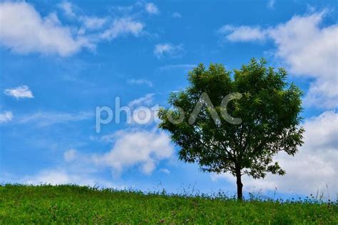 初夏の爽やかな青空と丘の上の樹木 No 22148211｜写真素材なら「写真ac」無料（フリー）ダウンロードok