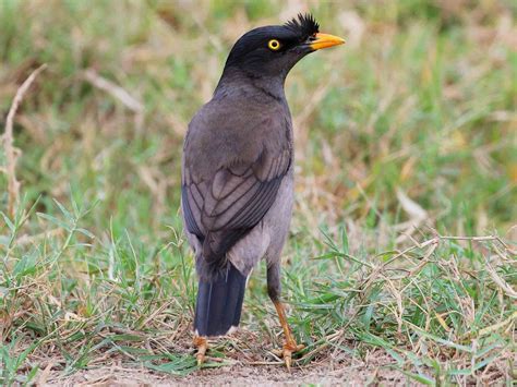 Jungle Myna Ebird