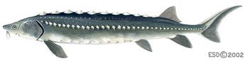 ADW: Acipenser transmontanus: INFORMATION