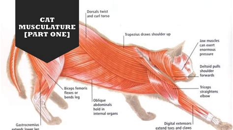 Cat Musculature Part One Youtube