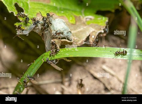 Hormiga De Jard N Negra Alada Antes De Enjambre Con La Reina En Un Hoja