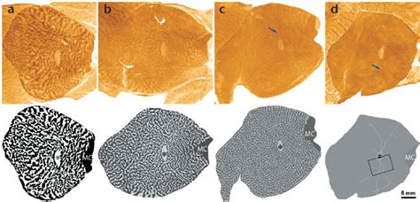 Variable Appearance Of Ocular Dominance Columns In Normal Squirrel