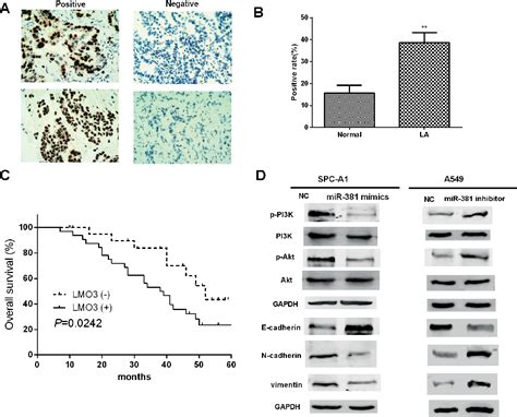 Figure From Microrna Inhibits Lung Adenocarcinoma Cell Biological