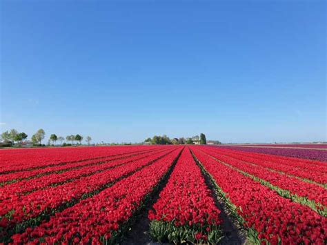 Da Amsterdam Tour Dei Tulipani Keukenhof E Tour Della Citt Di Delft