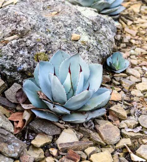 Agave parryi truncata - Succulent Guide