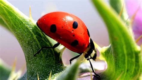 'Something out there': Massive ladybug swarm shows up on radar