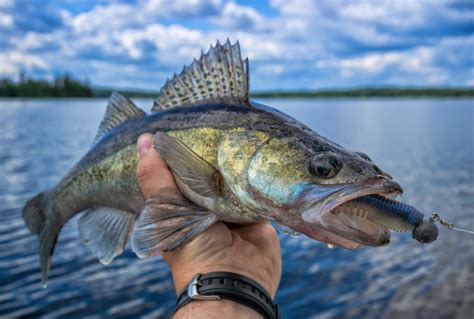 Walleye Fishing Info Tips And Techniques