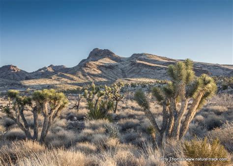 Mojave National Preserve