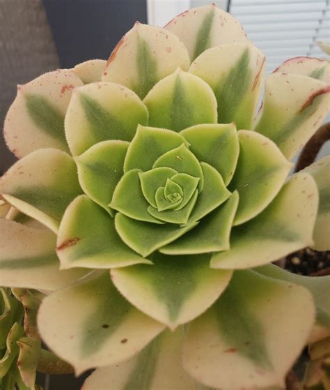 Aeonium Golden Maybach Rare Imported Succulent 3 in Diameter With 2