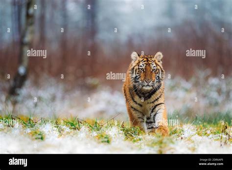 Panthera Tigris Altaica Banque De Photographies Et Dimages Haute