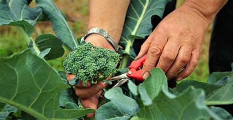 Broccoli Plants How To Plant Grow And Harvest Broccoli Gardeners Magazine