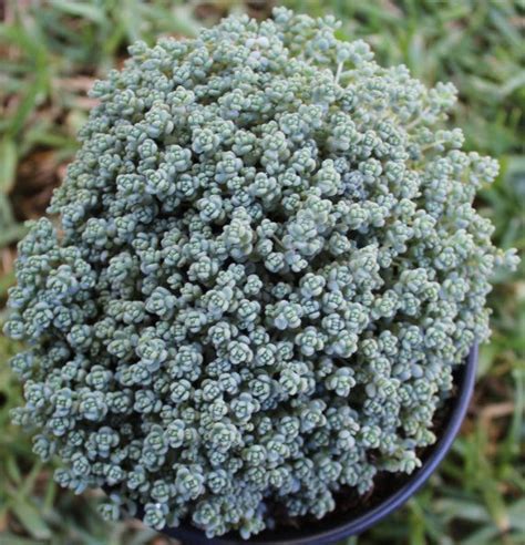 Sedum Dasyphyllum Minor Etsy Sedum Succulents Ground Cover