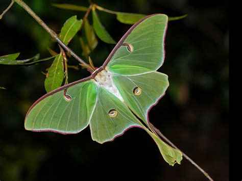Luna moth's tails fool bat sonar | Science | AAAS